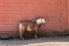 IMG_4080_2025