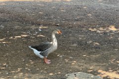 IMG_4113_2025
