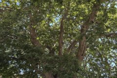 IMG_3681_2025