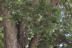 IMG_3684_2025