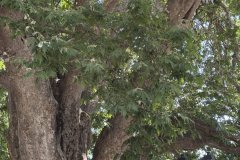 IMG_3685_2025