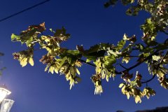 IMG_3831_2025